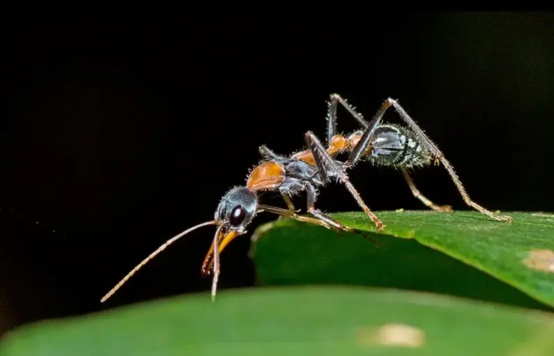 Myrmecia nigrocincta — муравей-прыгун для опытных киперов