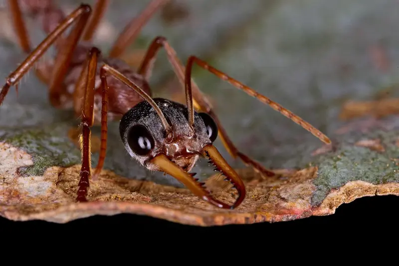 Myrmecia nigriceps — черноголовый муравей-бульдог