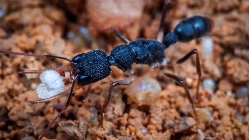 Муравьи Harpegnathos venator — колония с маткой — 1 матка и 6–14 рабочих