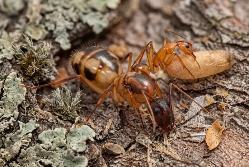 Camponotus maculatus — шеститочечный муравей из Кении — 1 королева с расплодом