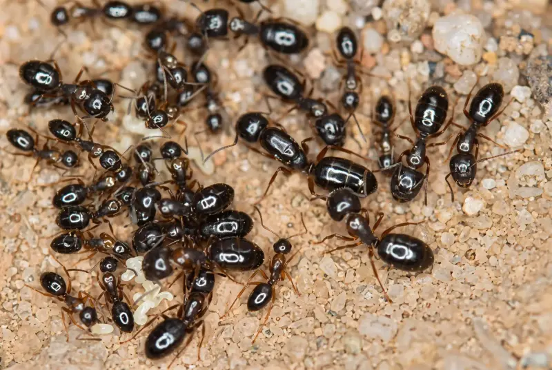 Camponotus vitiosus — Токийский муравей — 1 королева и 15–30 рабочих