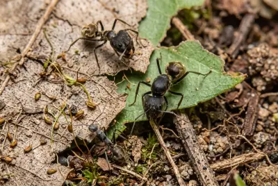Camponotus holosericeus — Зеленкуватий деревоточець — 1 матка і 3–10 робочих