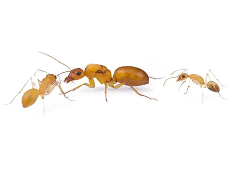 Camponotus turkestanus — туркменский земляной муравей — 2 матки и 2–10 рабочих