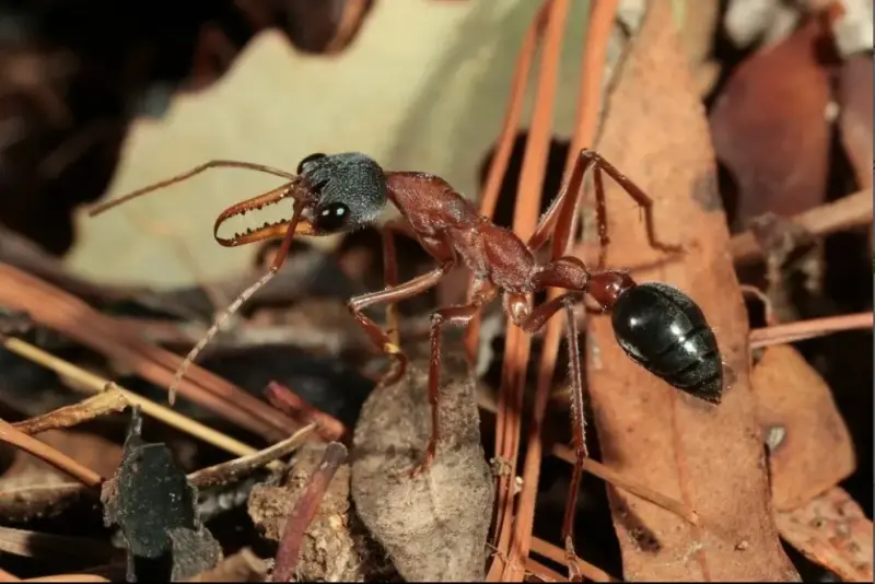 Myrmecia nigriceps — черноголовый муравей-бульдог
