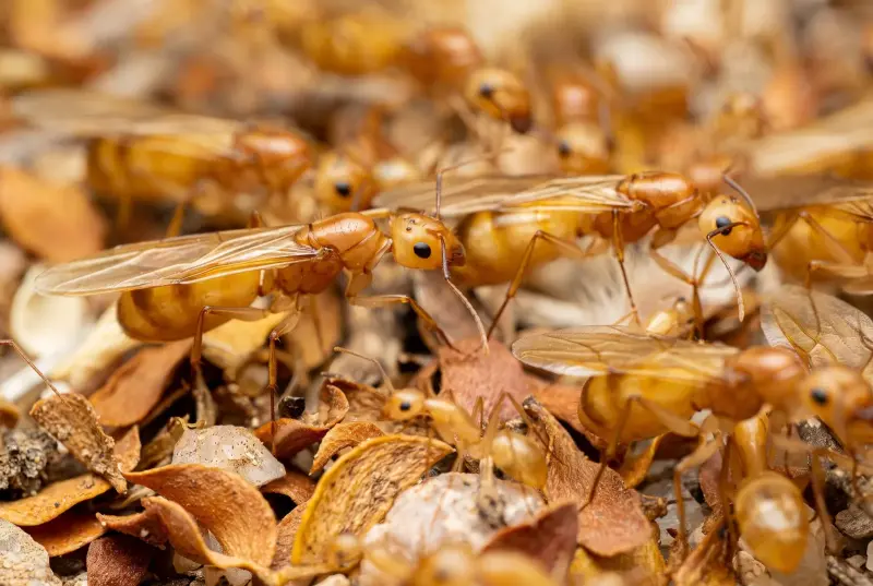 Camponotus fragilis — пустынный муравей-древоточец — 1 королева с расплодом