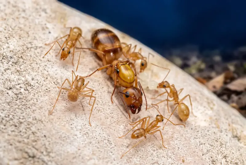 Camponotus fragilis — пустынный муравей-древоточец — 1 королева с расплодом