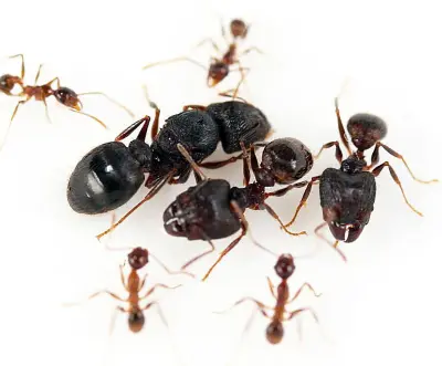 Pheidole yeensis — великоголова мураха — 5 королев та 20–300 робочих