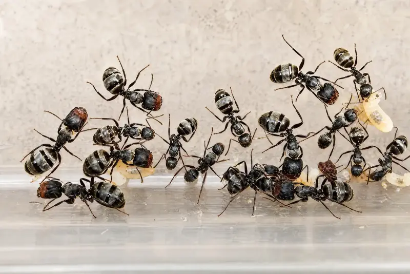 Camponotus lasiselene — лунный муравей-древоточец — 1 матка с расплодом