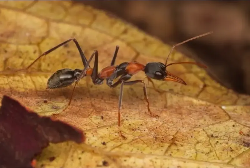 Myrmecia nigrocincta — муравей-прыгун для опытных киперов