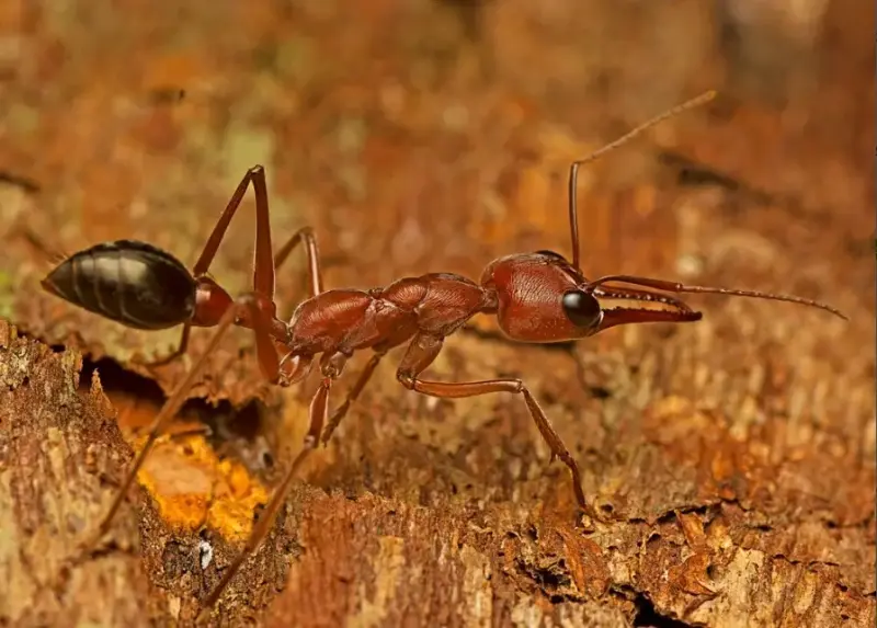 Myrmecia brevinoda — гигантский австралийский муравей-бульдог