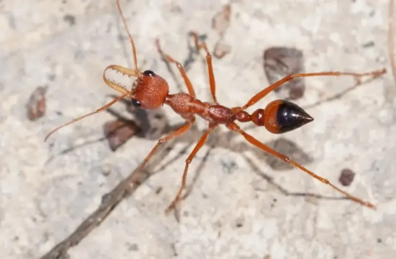 Myrmecia gulosa — красный муравей-бульдог