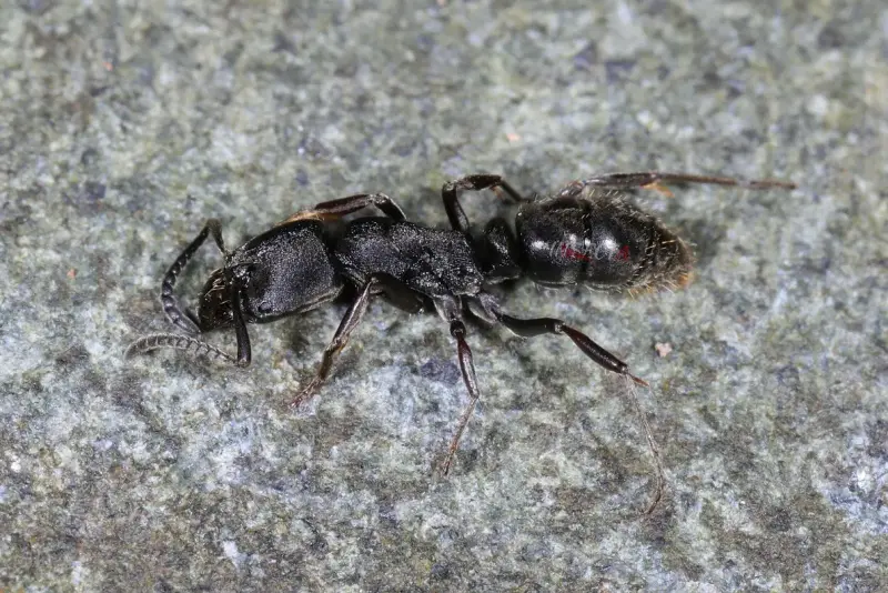 Муравьи Ectomomyrmex astutus — 1 королева