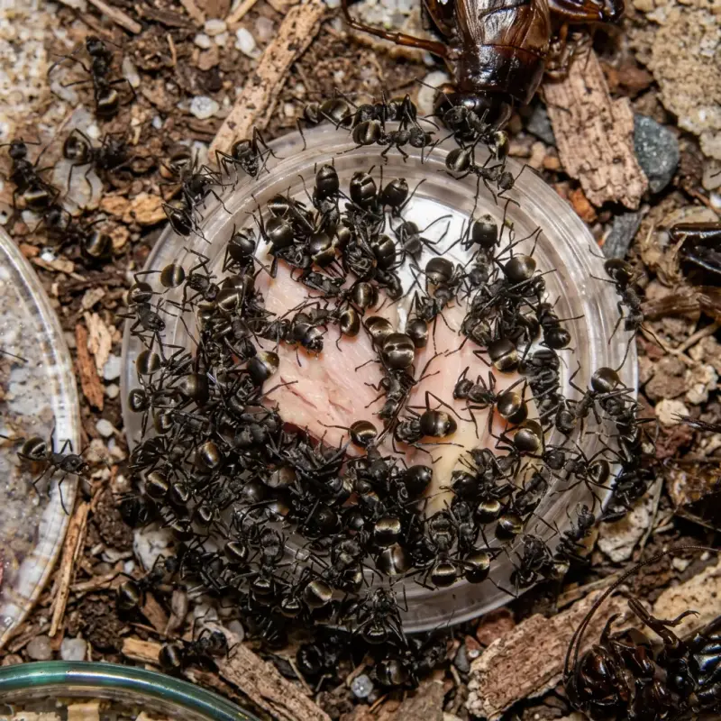 Polyrhachis dives — азиатский муравей-ткач — 4 королевы и 20–100 рабочих