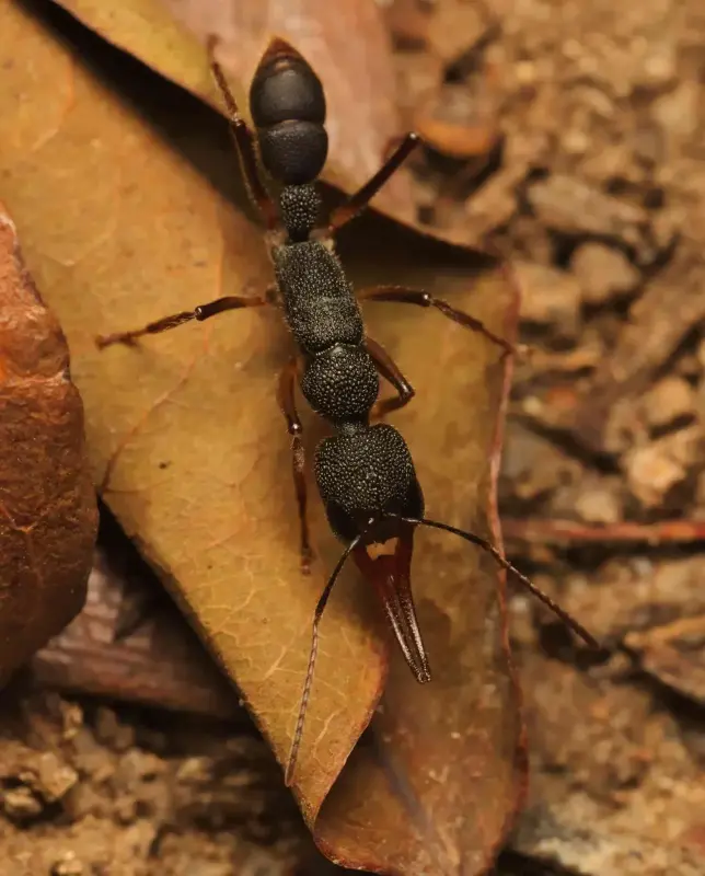 Муравьи Harpegnathos venator — колония с маткой — 1 матка и 6–14 рабочих