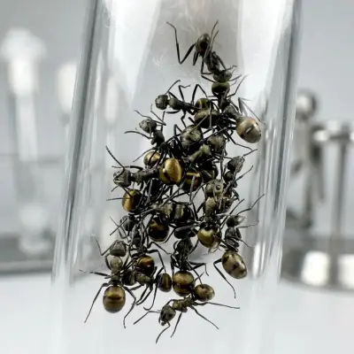 Polyrhachis dives — азійська мураха-ткач — 4 королеви та 20–100 робочих