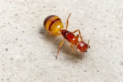 Camponotus reichardti — червоно-чорний мураха-деревоточець — 1 матка та 35–60 робочих