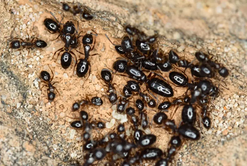 Camponotus vitiosus — Токийский муравей — 1 королева и 15–30 рабочих