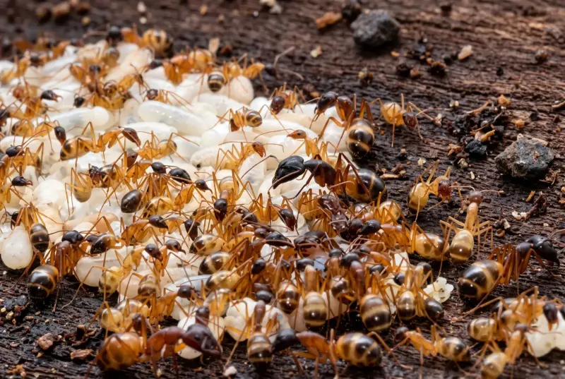 Camponotus thoracicus — ближневосточный муравей-древоточец — 1 матка с расплодом