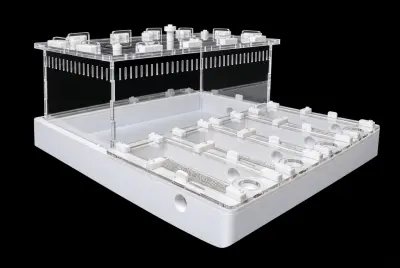 Професійна мурашина ферма Core White 30×30 см, гіпс 10 мм, 20 мм над гіпсом