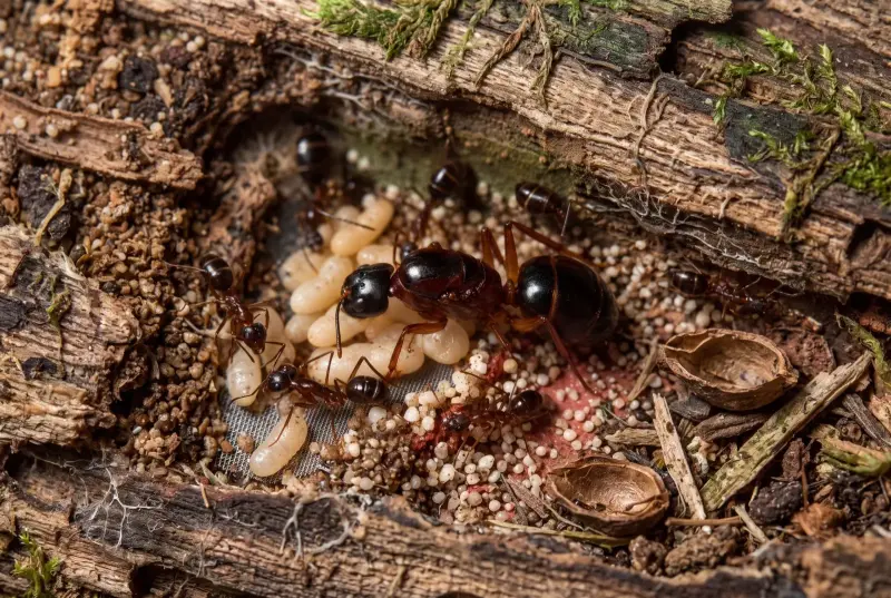 Camponotus festinus — стройный болотный муравей-древоточец — 1 королева с расплодом