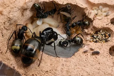 Camponotus tonkinus — Тонкінський мураха-деревоточець — 1 матка