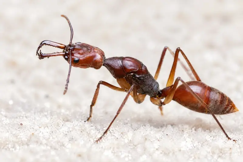 Odontomachus granatus — Гранатовый муравей-капкан — 1 матка и 3–10 рабочих