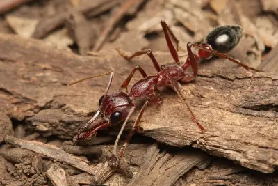 Myrmecia brevinoda — гігантська австралійська мураха-бульдог