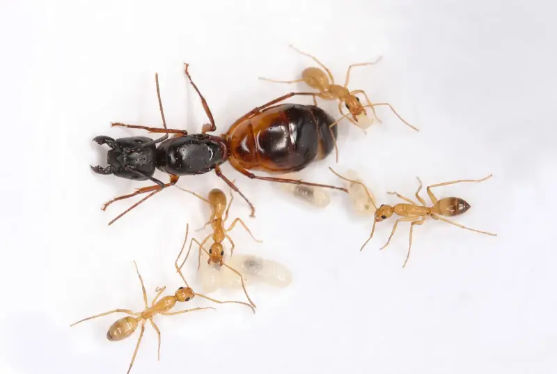 Camponotus sanctus — священный муравей-древоточец — 1 матка с расплодом