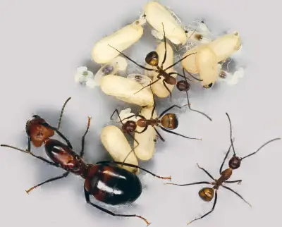 Camponotus nicobarensis — рудий мураха-деревоточець — 5 маток та 2–10 робочих