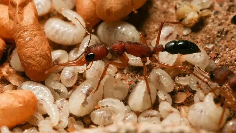 Harpegnathos saltator — индийский прыгающий муравей — 6 особей
