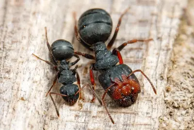 Camponotus lasiselene — місячний мураха-деревоточець — 1 матка та 3–10 робочих