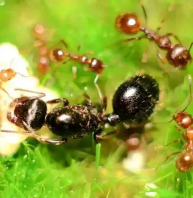 Messor orientalis — східний жовтоногий мураха-жнець — 1 матка та 11–20 робочих