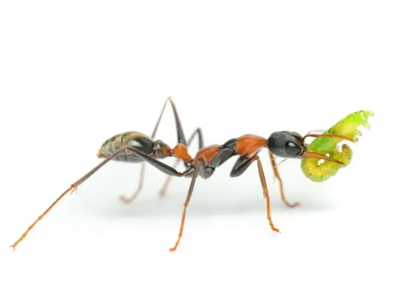 Myrmecia nigrocincta — муравей-прыгун для опытных киперов