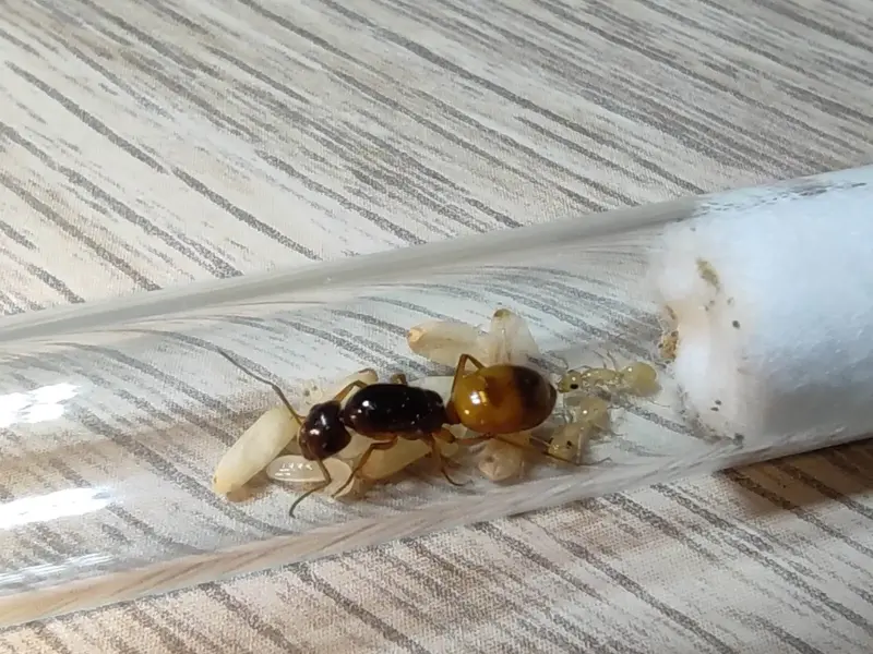 Camponotus fedtschenkoi — золотистый пустынный муравей