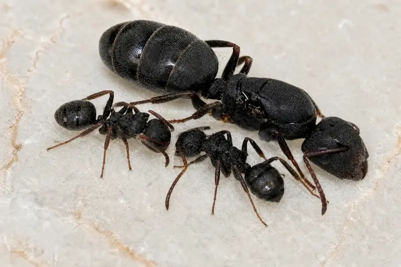 Camponotus lasiselene — лунный муравей-древоточец — 1 матка с расплодом