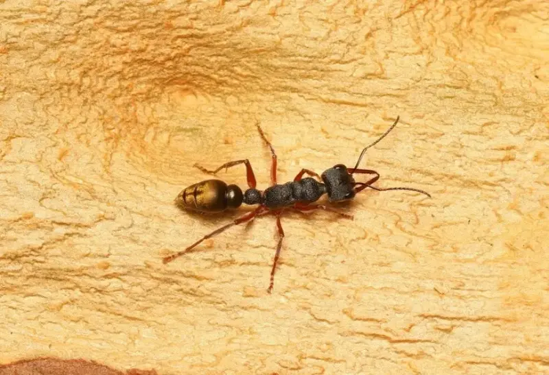 Myrmecia fulvipes — золотистый муравей-бульдог
