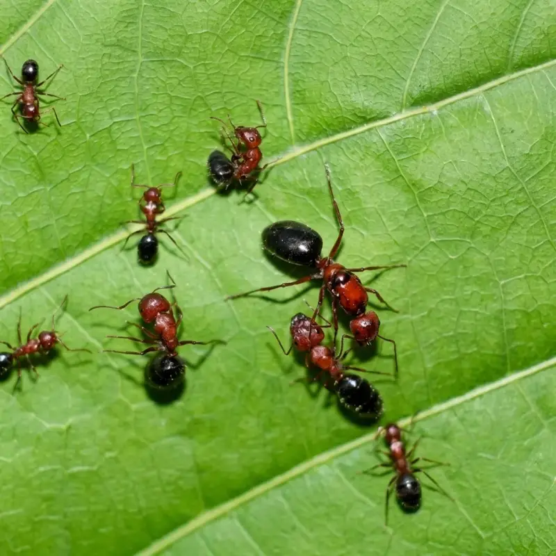 Camponotus vanispinus — алый сосновый муравей