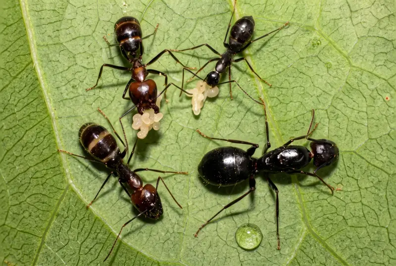 Camponotus jianghuaensis — муравей-древоточец Джанхуа — 1 королева