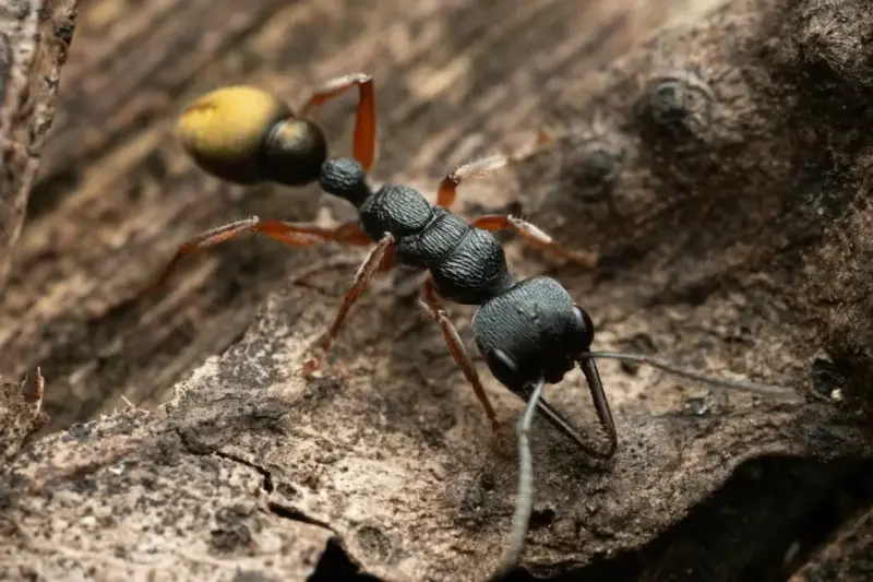 Myrmecia fulvipes — золотистый муравей-бульдог