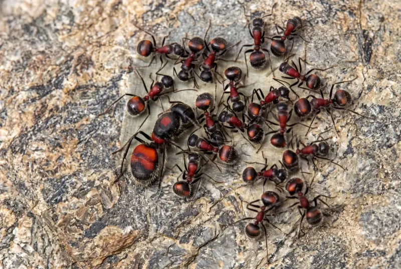 Camponotus mutilarius — краснополосый древоточец — 1 королева и 5–15 рабочих