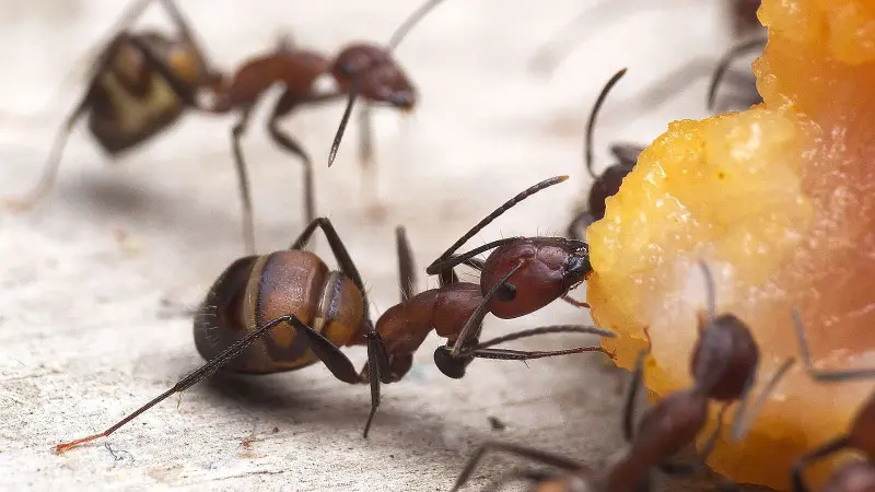 Camponotus nicobarensis — рыжий муравей-древоточец — 2 матки 2026 года