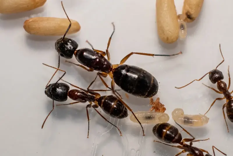 Camponotus mitis — азиатский муравей-древоточец — 1 королева с расплодом