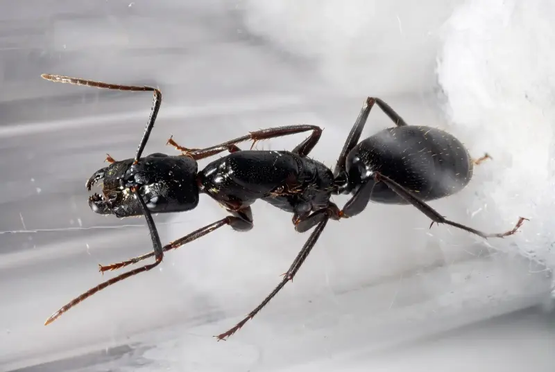 Camponotus guangxi — стройный муравей-древоточец из Китая