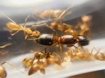 Camponotus pseudoirritans — азійський мураха-кампонотус