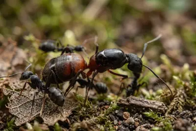 Camponotus cruentatus — кривавий мураха-деревоточець — 1 матка та 3–10 робочих