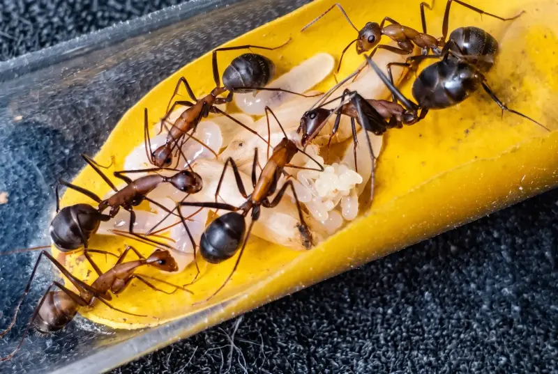 Муравьи Camponotus angusticollis — 1 королева и 11–20 рабочих