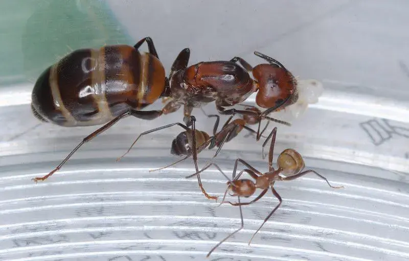 Camponotus nicobarensis — рыжий муравей-древоточец — 2 матки 2026 года