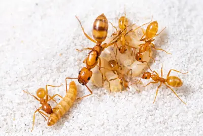 Camponotus politae — яскраво-жовтий деревний кампонотус — 1 матка і 3–10 робочих