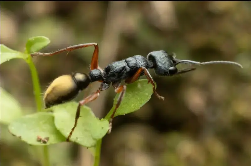 Myrmecia fulvipes — золотистый муравей-бульдог