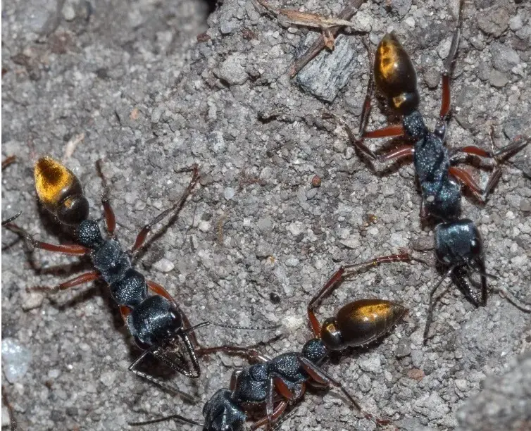 Myrmecia fulvipes — золотистый муравей-бульдог